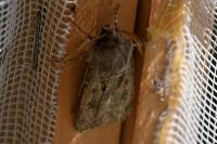 Agrotis bigramma