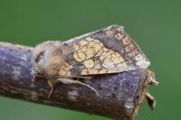 Gortyna flavago