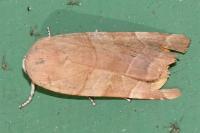 Noctua fimbriata