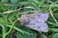 Agrotis bigramma