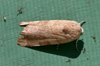 Noctua fimbriata