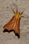 Ennomos alniaria