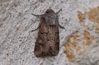 Luperina testacea