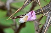 Eublemma purpurina