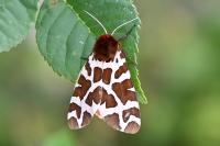 Arctia caja
