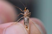 Eilema caniola