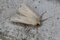 Mythimna pallens