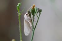Mythimna pallens