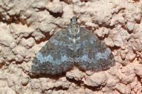 Perizoma alchemillata