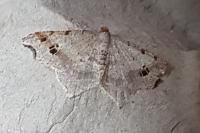 Macaria alternata