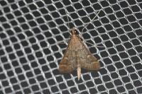 Dolicharthria punctalis