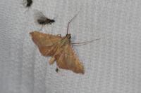 Endotricha flammealis