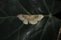 Idaea degeneraria