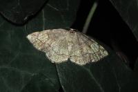 Stegania trimaculata
