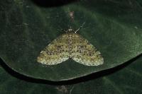 Acasis viretata