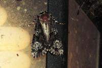 Craniophora ligustri