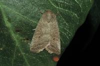 Hoplodrina ambigua