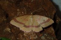 Rhodostrophia calabra