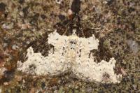 Xanthorhoe fluctuata