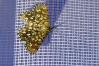 Chiasmia clathrata
