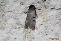 Eugnorisma glareosa