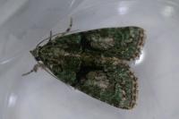 Cryphia algae