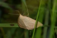 Polypogon tentacularia