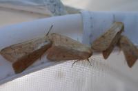 Mythimna vitellina