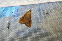 Udea ferrugalis