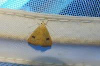 Rivula sericealis