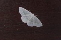 Campaea margaritaria