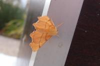 Ennomos erosaria