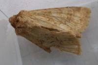 Conisania luteago olbiena