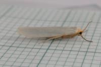 Eilema caniola