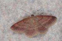 Scopula rubiginata