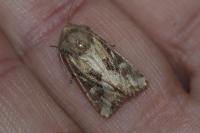 Luperina dumerilii