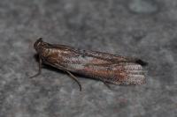Selagia spadicella