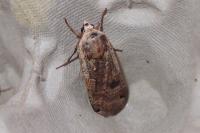 Noctua pronuba