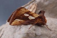 Plusia festucae