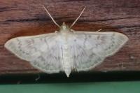 Patania ruralis