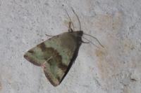 Heliothis viriplaca