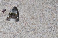 Acontia lucida