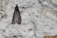Schrankia costaestrigalis