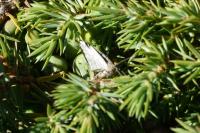 Thera juniperata