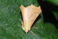 Ennomos alniaria