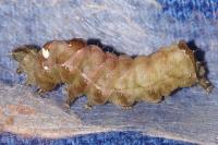 Abrostola triplasia