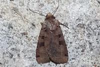 Xestia triangulum