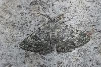 Charissa glaucinaria