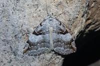 Aplocera praeformata