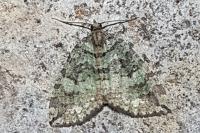 Hydriomena furcata